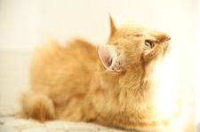 サイベリアン【・女の子・2019年3月11日・レッドタビー&ホワイト】