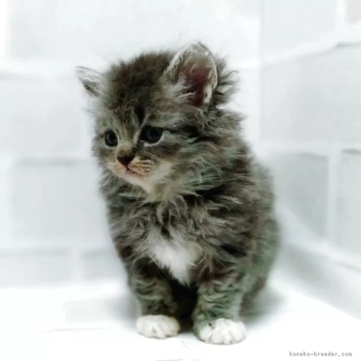 セルカークレックス【神奈川県・男の子・2025年9月18日・ブルー&ホワイト】の写真1