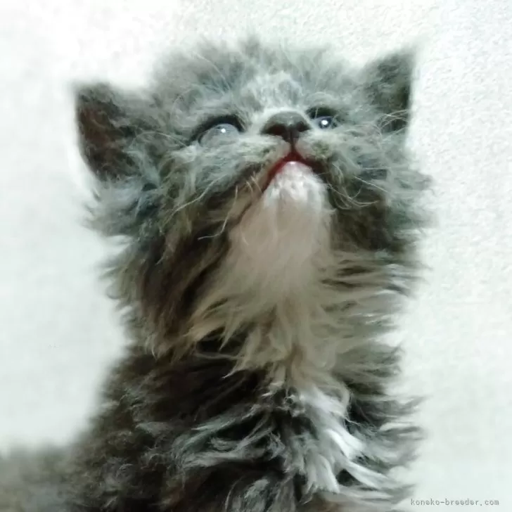 ID：2505-02473の子猫