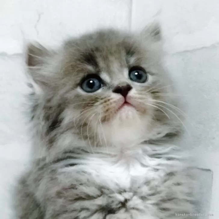 セルカークレックス【神奈川県・男の子・2025年9月18日・ブルー&amp;ホワイト】の写真1