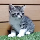 セルカークレックス