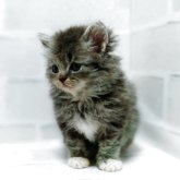 セルカークレックス