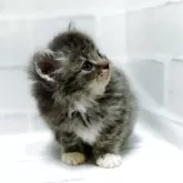 セルカークレックス【神奈川県・男の子・2025年9月18日・ブルー&ホワイト】の写真2