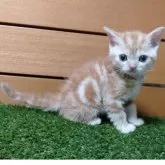 セルカークレックス【神奈川県・男の子・2025年7月31日・レッドタビー】の写真3