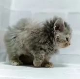 セルカークレックス【神奈川県・女の子・2025年9月18日・ブルークリーム】の写真5「なんかちょっとオラオラ笑」