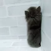 セルカークレックス【神奈川県・男の子・2025年9月18日・ブルー&ホワイト】の写真6「はいボクは壁です笑」