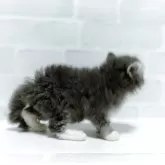 セルカークレックス【神奈川県・男の子・2025年9月18日・ブルー&ホワイト】の写真6