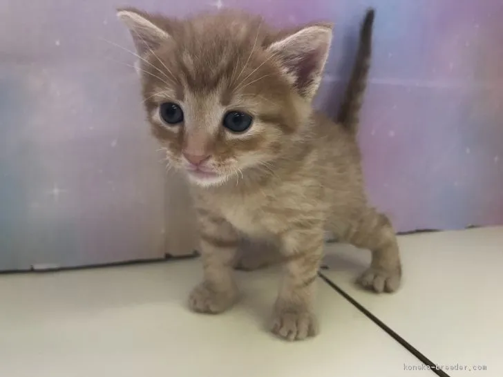 ID：2005-01242の子猫