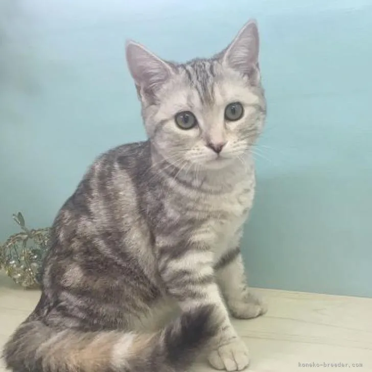 ID:2209-00351の子猫