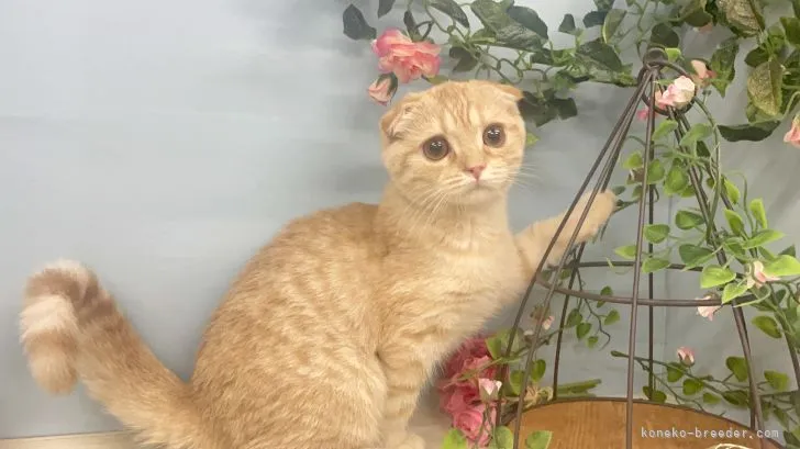 ID：2103-02141の子猫