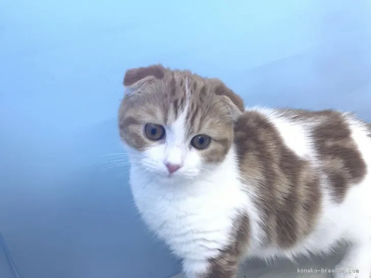 ID：2011-01512の子猫