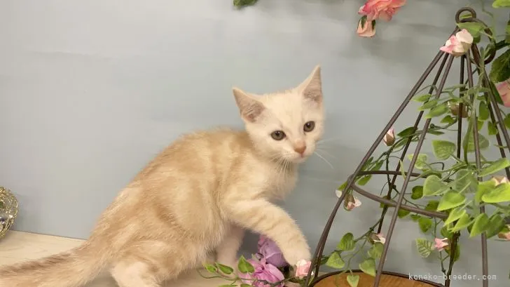ID：2108-00110の子猫