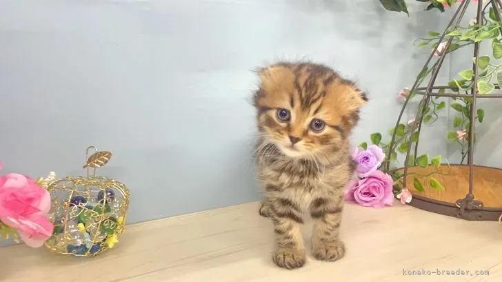 ID:2106-02006の子猫
