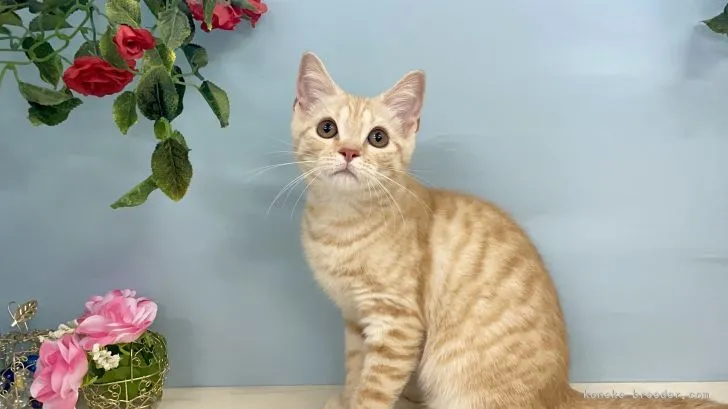 ID:2202-01328の子猫