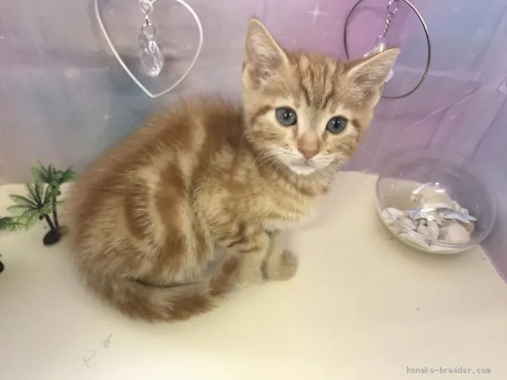 ID：2005-01243の子猫