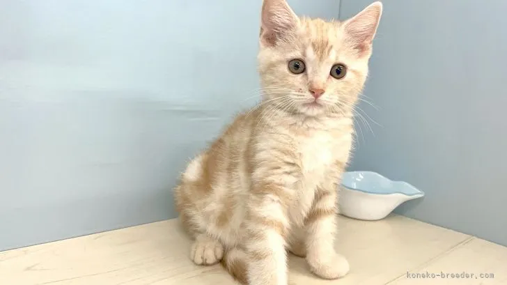 ID：2104-01915の子猫