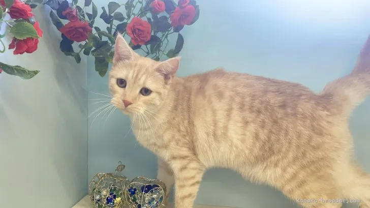 ID:2105-00773の子猫