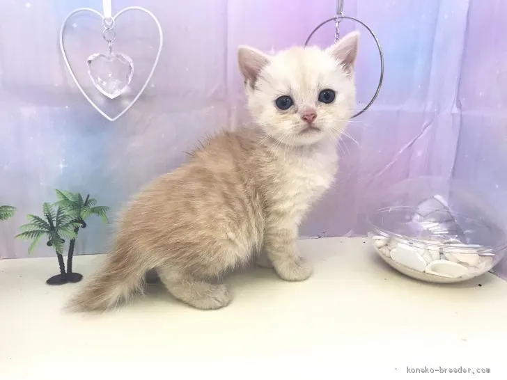 ID：2006-01021の子猫