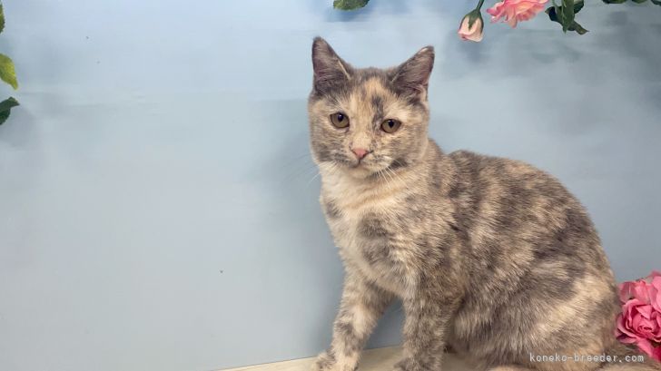 Abeshi 様のお迎えした子猫