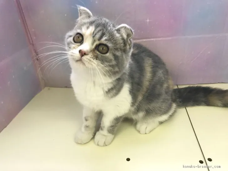 ID：1912-00598の子猫