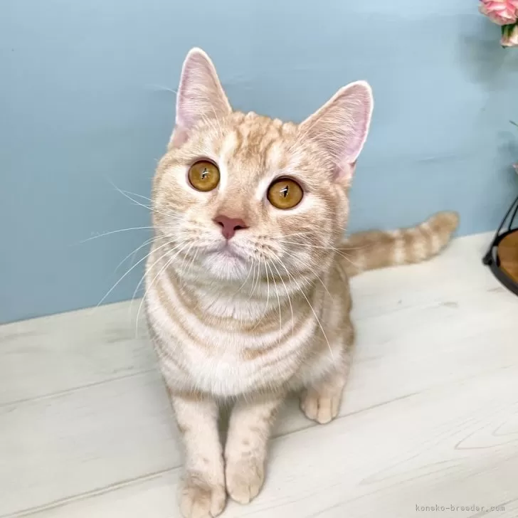 ID：2305-01648の子猫