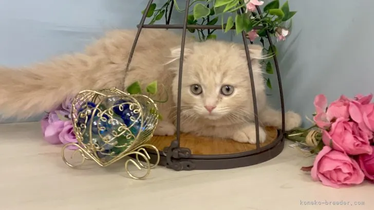 まっち 様のお迎えした子猫