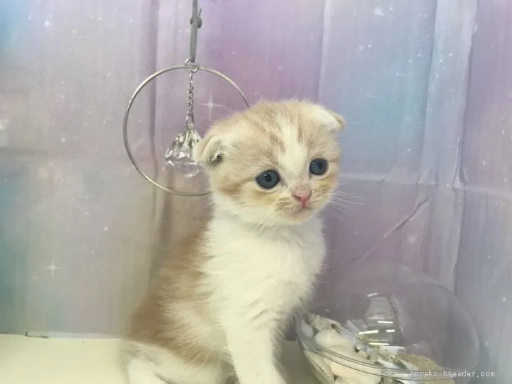 daisy 様のお迎えした子猫