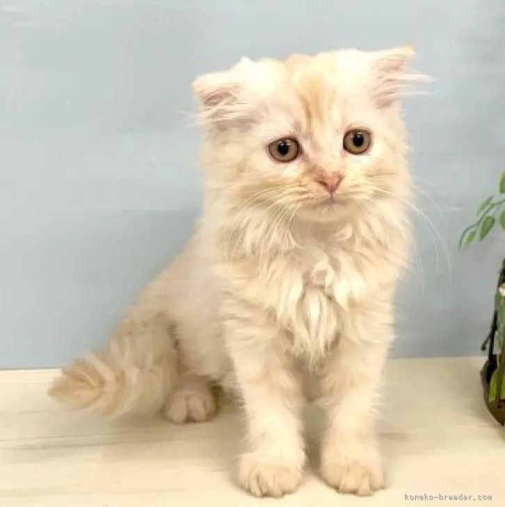 ID：2205-01208の子猫