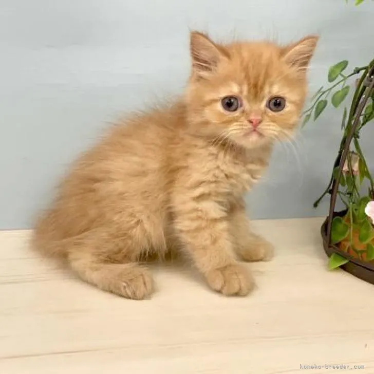 ニシ 様のお迎えした子猫