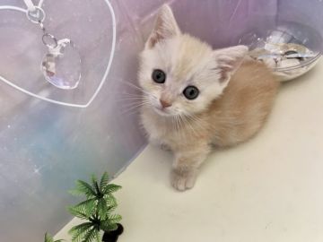 マンチカン(短足)【埼玉県・男の子・2020年4月2日・クリームタビー】の写真「大きいお目目の短足くん」