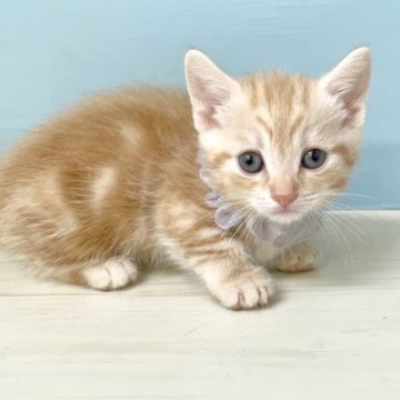 マンチカン(短足)【埼玉県・女の子・2023年4月11日・クリームタビー】の写真「まだ赤ちゃんですが募集開始します♡」