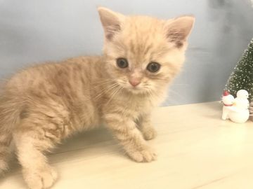 マンチカン(長足)【埼玉県・男の子・2020年10月13日・クリームタビー】の写真「可愛いお顔の男の子です♢﻿」