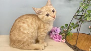 マンチカン(短足)【埼玉県・男の子・2021年3月27日・クリームタビー】の写真「可愛いお顔の短足くん」