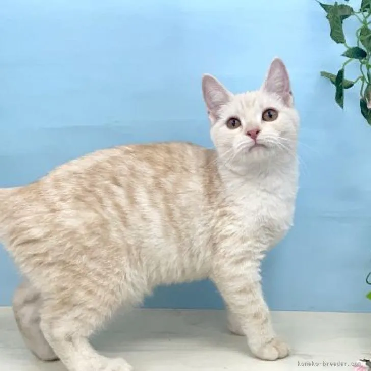 ID：2208-00846の子猫
