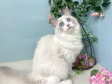 ラグドール【・女の子・2023年6月27日・ブルーポイントバイカラー】