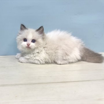 ラグドール【埼玉県・男の子・2025年9月28日・シールポイントバイカラー】の写真「ラグドールの子猫生まれました♡」