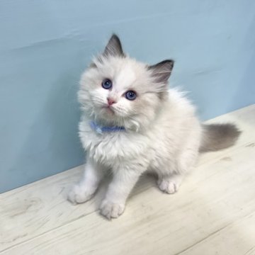 ラグドール【埼玉県・男の子・2025年9月28日・シールポイントバイカラー】の写真「ラグドールの子猫生まれました♡」