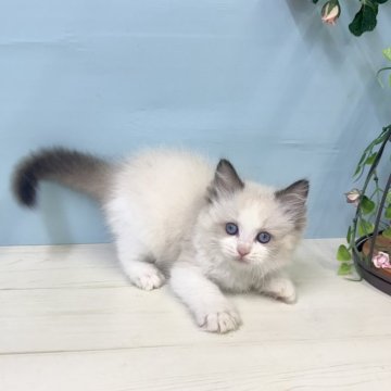 ラグドール【埼玉県・男の子・2025年9月28日・シールポイントバイカラー】の写真「ラグドールの子猫生まれました♡」