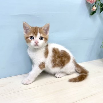 マンチカン(長足)【埼玉県・男の子・2025年4月7日・レッドタビー&ホワイト】の写真「募集開始します♡」