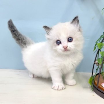 ラグドール【埼玉県・男の子・2025年9月28日・シールポイントバイカラー】の写真「ラグドールの子猫生まれました♡」