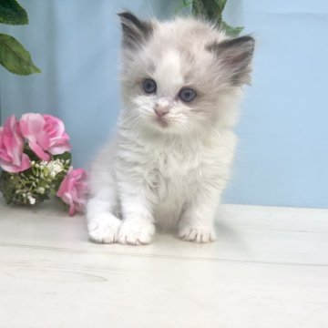ラグドール【埼玉県・男の子・2025年9月28日・シールポイントバイカラー】の写真「ラグドールの子猫生まれました♡」