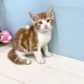 マンチカン(長足)