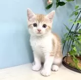 マンチカン(長足)