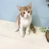 マンチカン(長足)