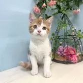 マンチカン(長足)