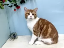 マンチカン(長足)【埼玉県・男の子・2025年4月7日・レッドタビー&ホワイト】の写真2