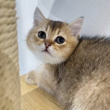 ブリティッシュショートヘア【広島県・男の子・2024年1月11日・ブラックゴールデンシェーデッド（もこもこ）】の写真「毛量ばっちり！コロコロボディ❤️」