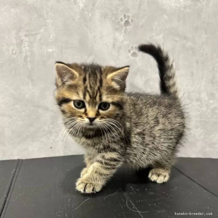 ID：2505-00341の子猫