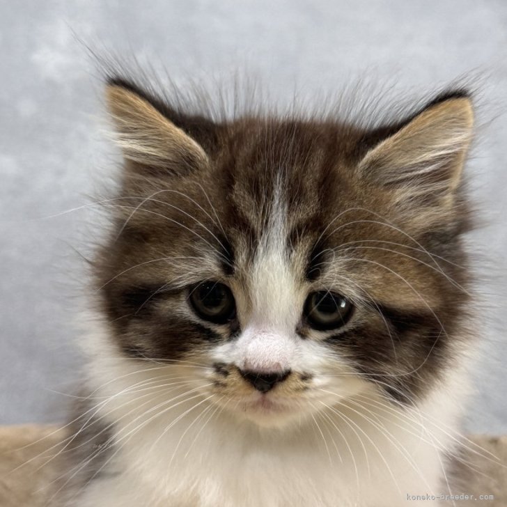 ブリーダー画像