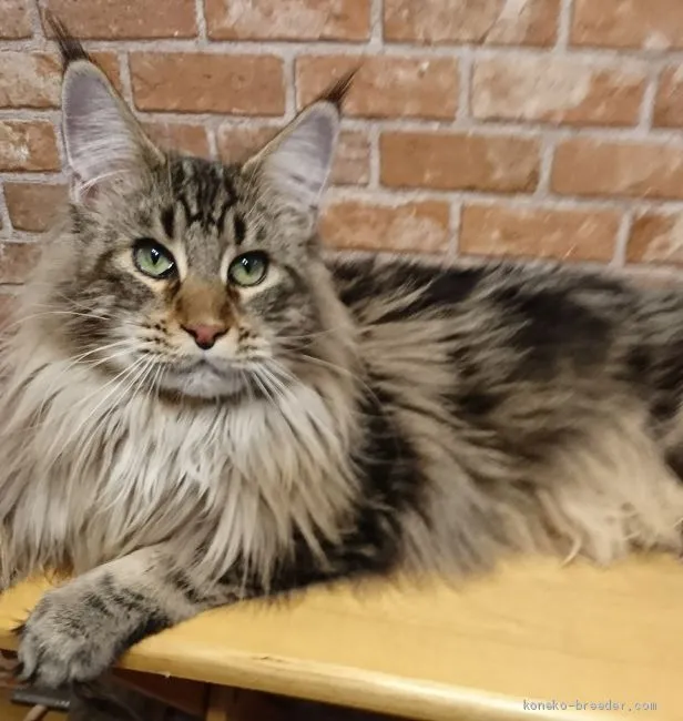 ID:2012-01347の子猫